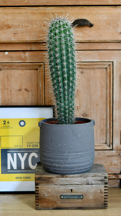 Pachycereus pringlei, Cardon Cactus or Mexican Giant Cardon