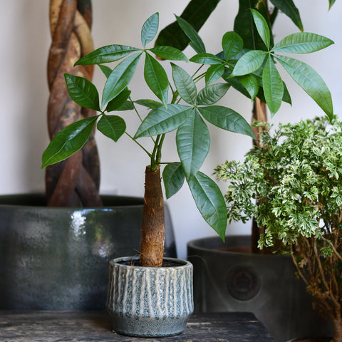 Cascade Blue Green Ceramic Plant Pot