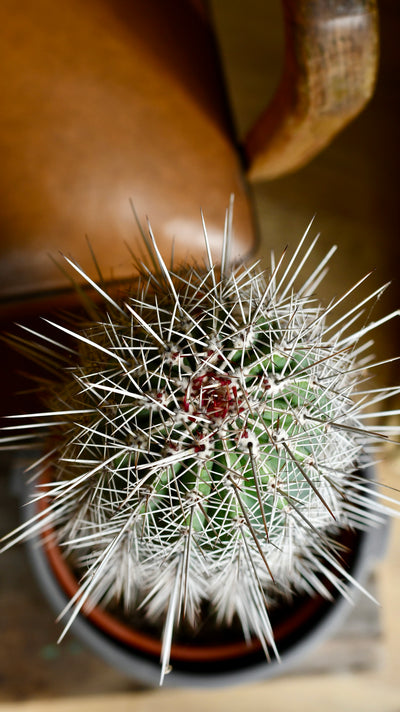 Pachycereus pringlei, Cardon Cactus or Mexican Giant Cardon