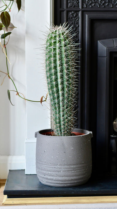 Pachycereus pringlei, Cardon Cactus or Mexican Giant Cardon