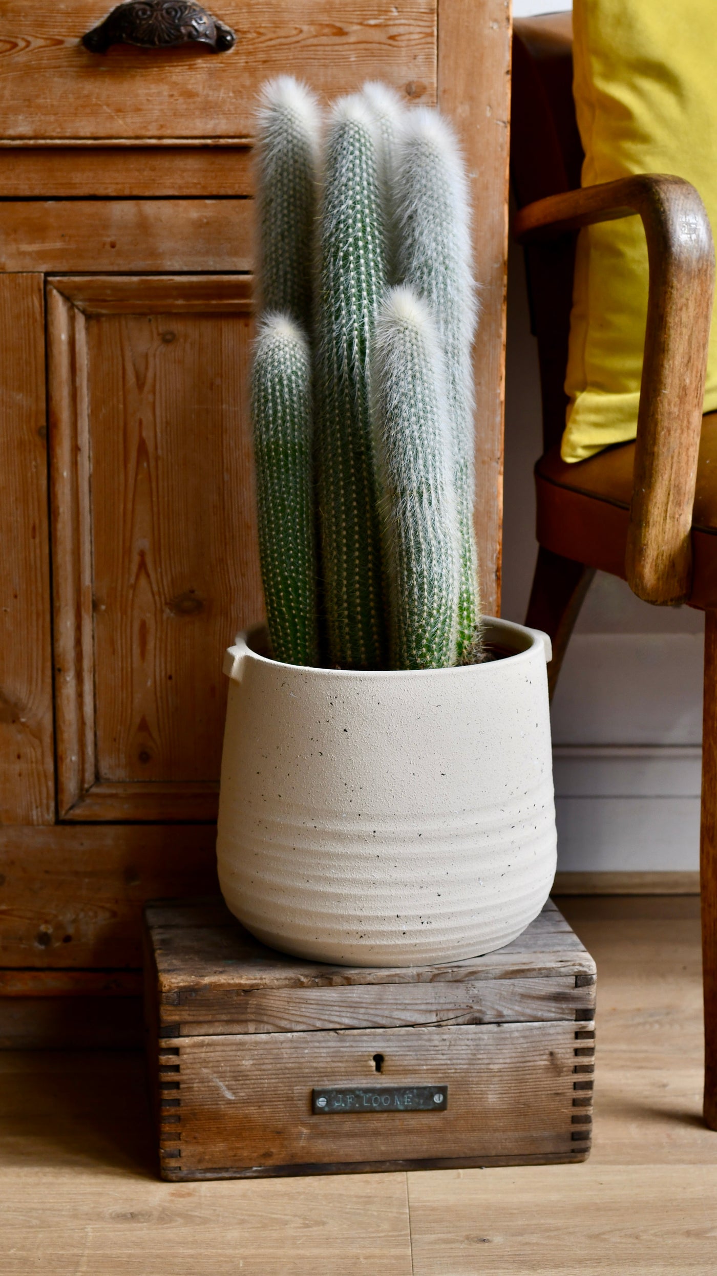 Old Man Cactus (Cephalocereus)