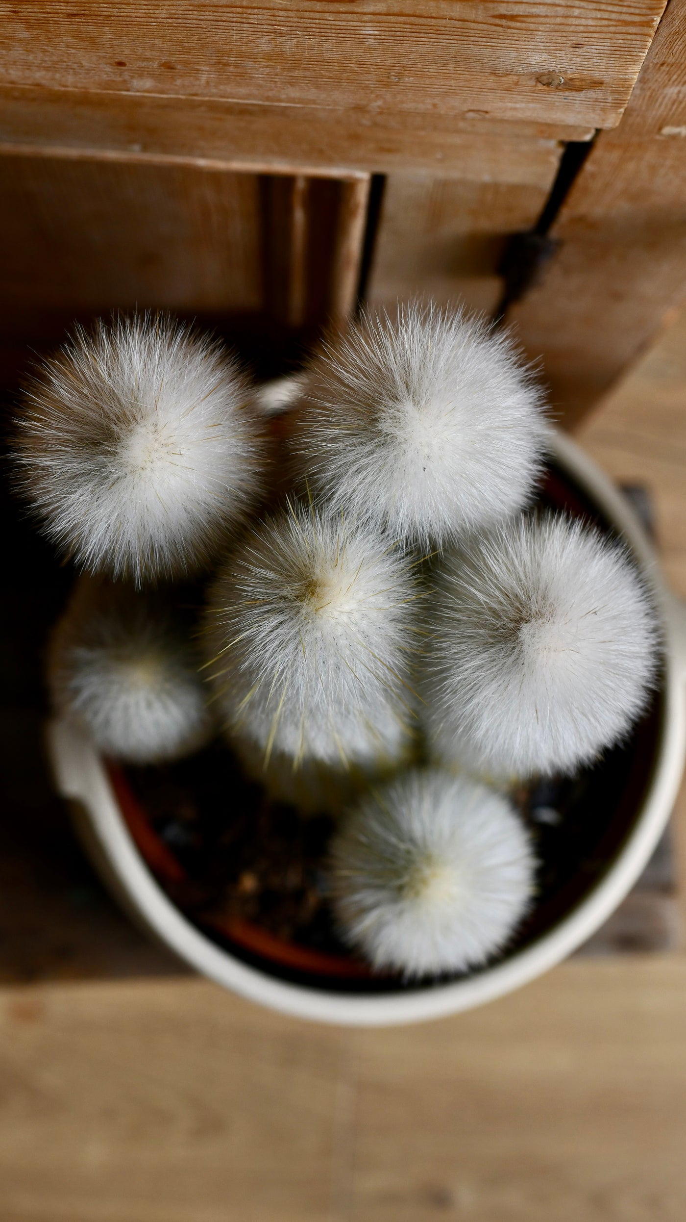 Old Man Cactus (Cephalocereus)