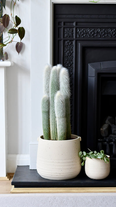 Old Man Cactus (Cephalocereus)