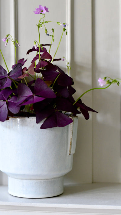 Aries premium Glaze Handle planter (14cm indoor plant pot)