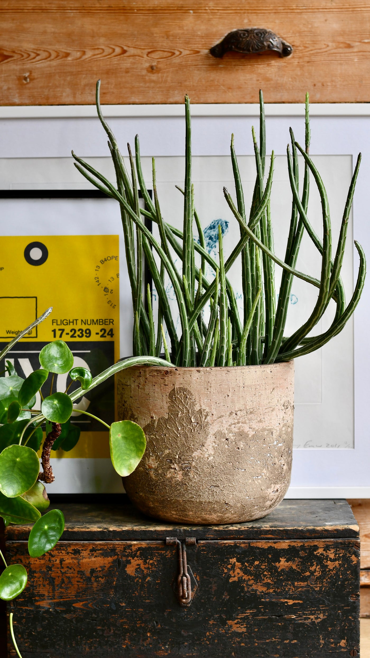 Big Kleinia Senecio (Stapeliiformis, Pickle Plant, Candle Stick Plant)