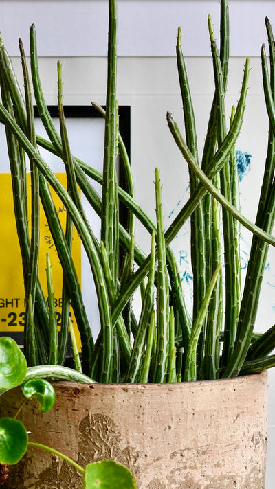 Big Kleinia Senecio (Stapeliiformis, Pickle Plant, Candle Stick Plant)