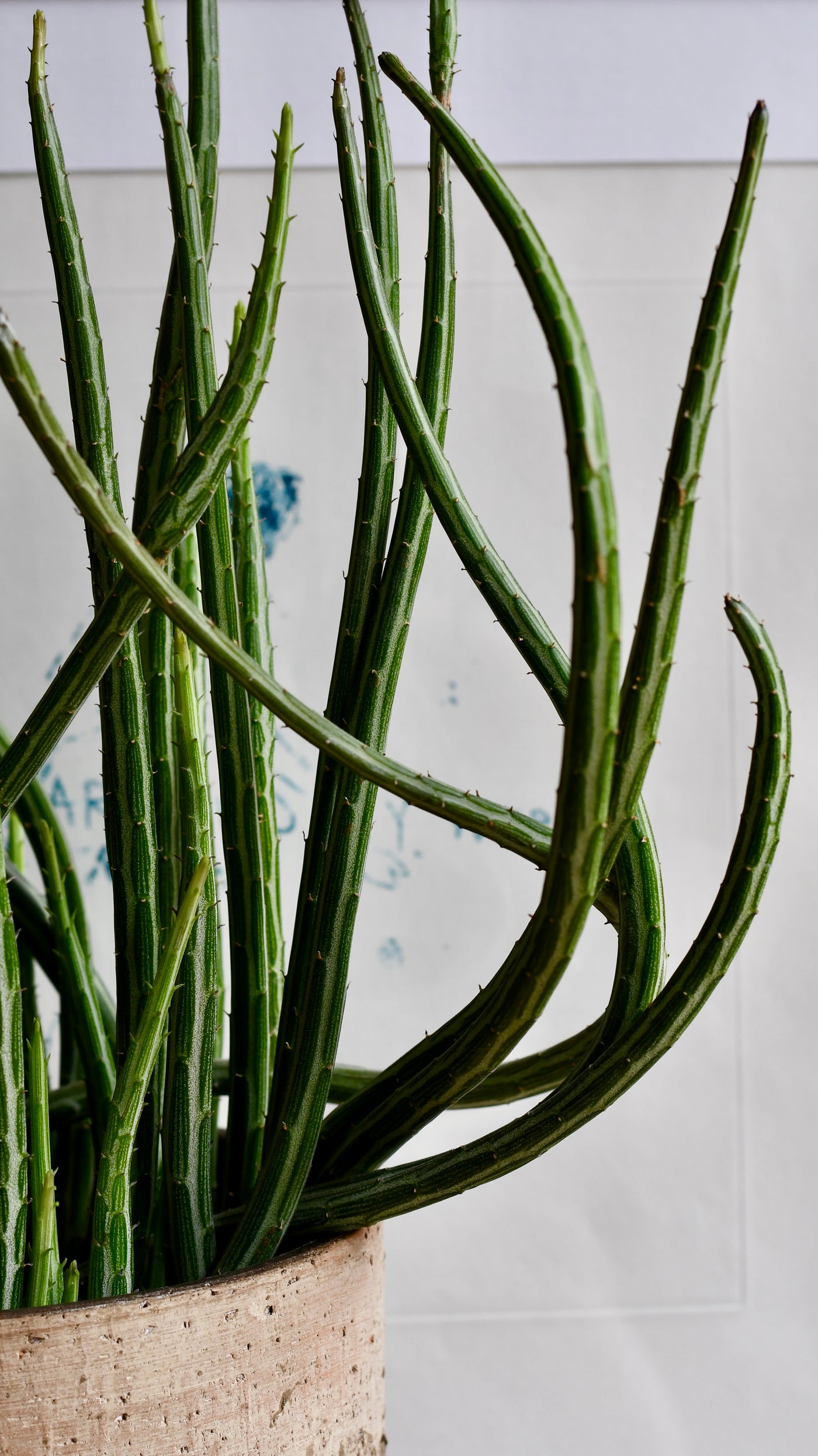 Big Kleinia Senecio (Stapeliiformis, Pickle Plant, Candle Stick Plant)