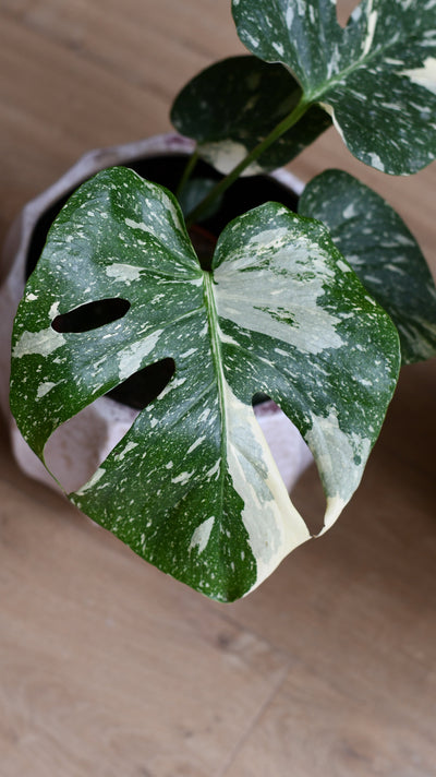 Thai Constellation Cheese Plant - lots of white variegation 24cm x 70cm