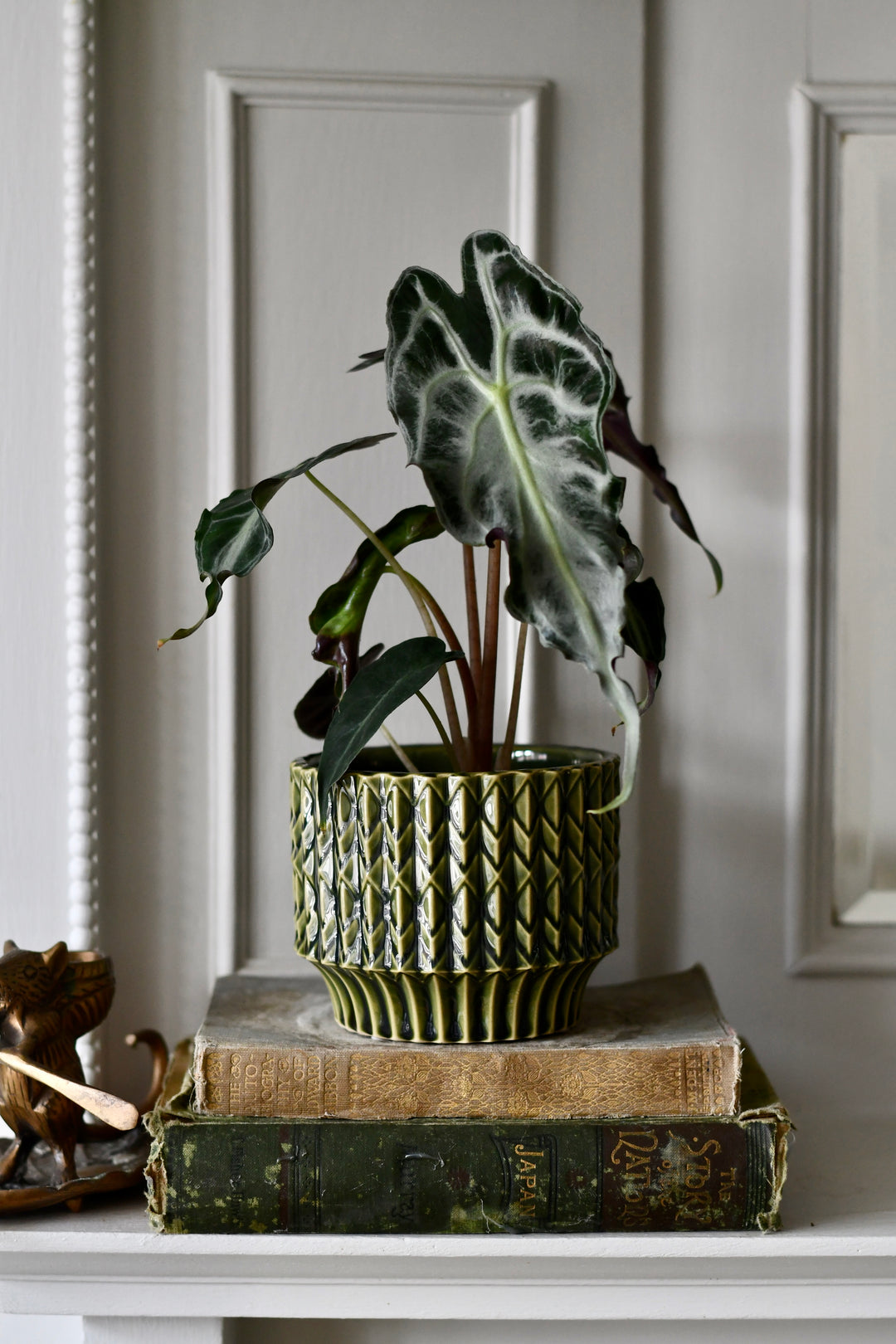Alocasia Venom | Rare Dark Foliage Plant | Happy Houseplants