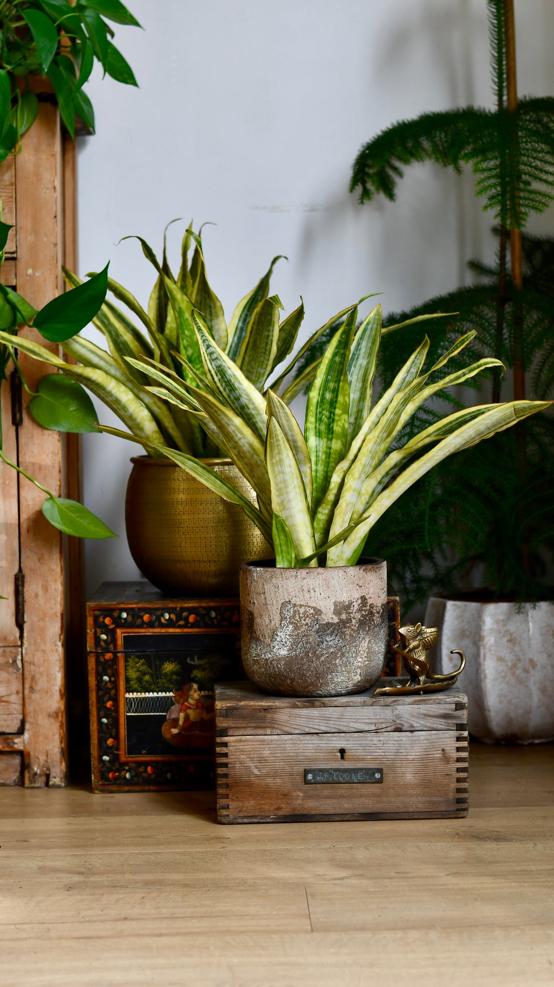 Sansevieria Aubrytniana Laureni, Variegated Snake Plant or Mother-in-L –  Happy Houseplants