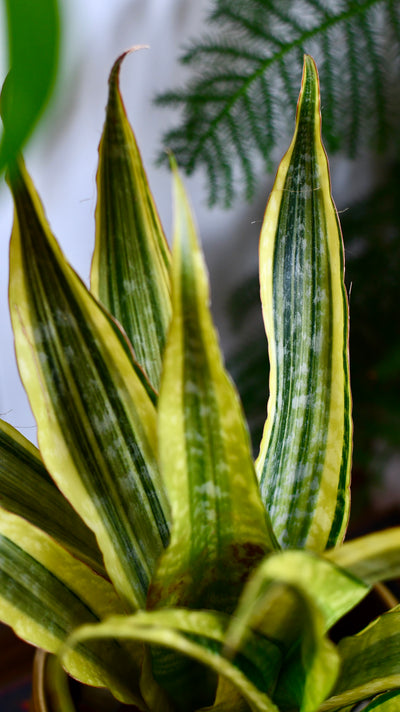 Sansevieria Aubrytniana Laureni, Variegated Snake Plant or Mother-in-Law's Tongue