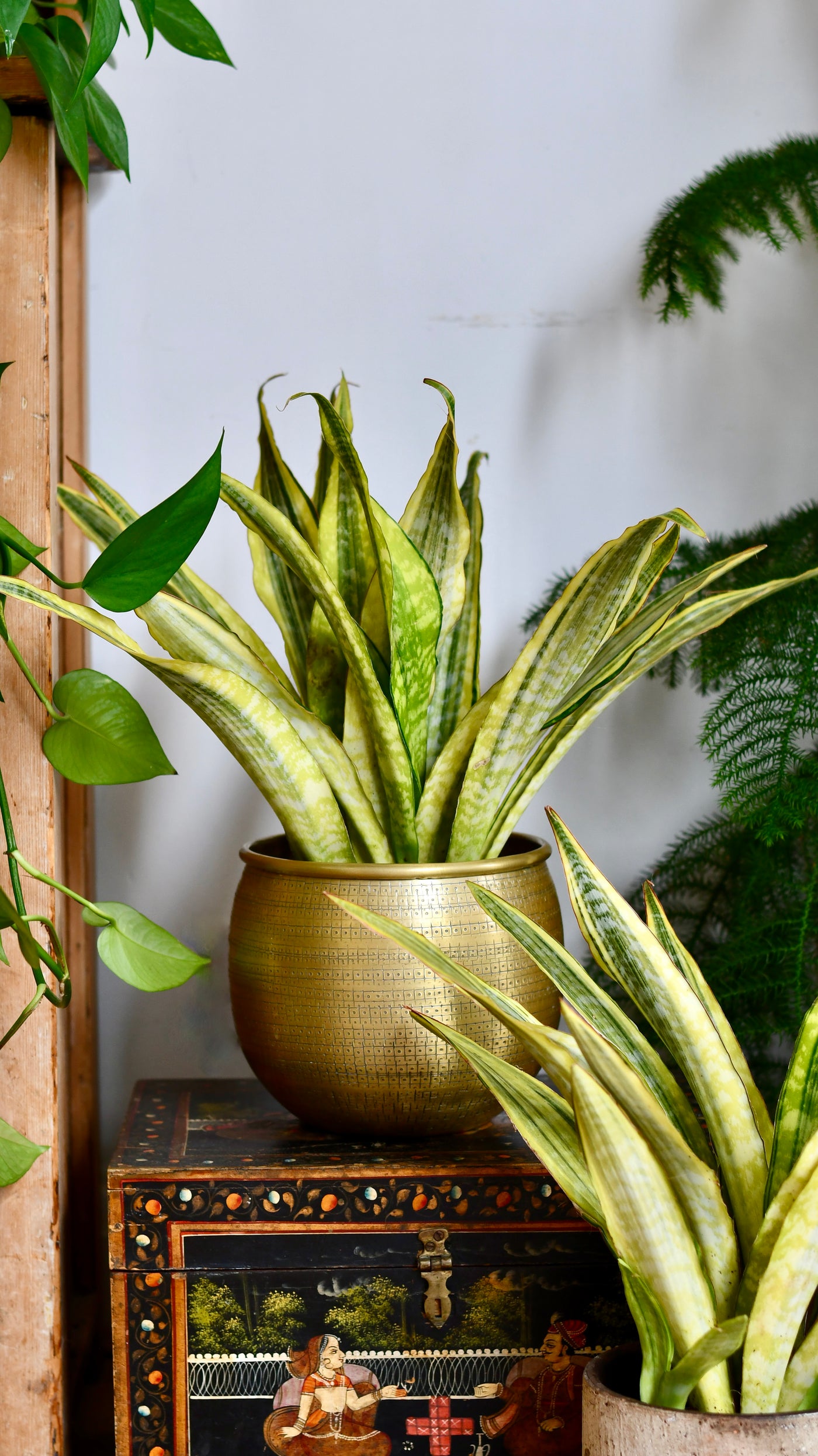 Sansevieria Aubrytniana Laureni, Variegated Snake Plant or Mother-in-Law's Tongue