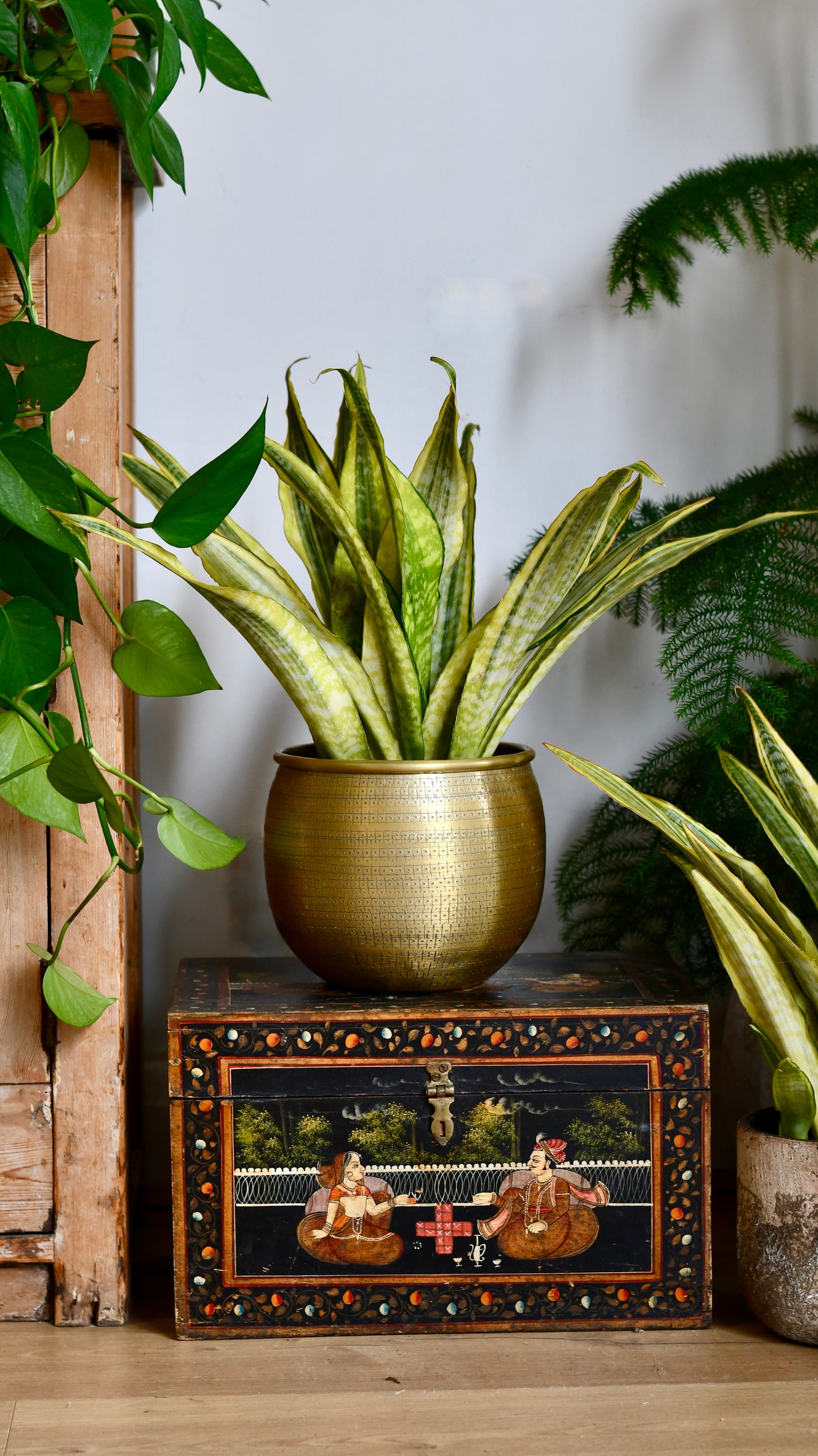 Sansevieria Aubrytniana Laureni, Variegated Snake Plant or Mother-in-Law's Tongue