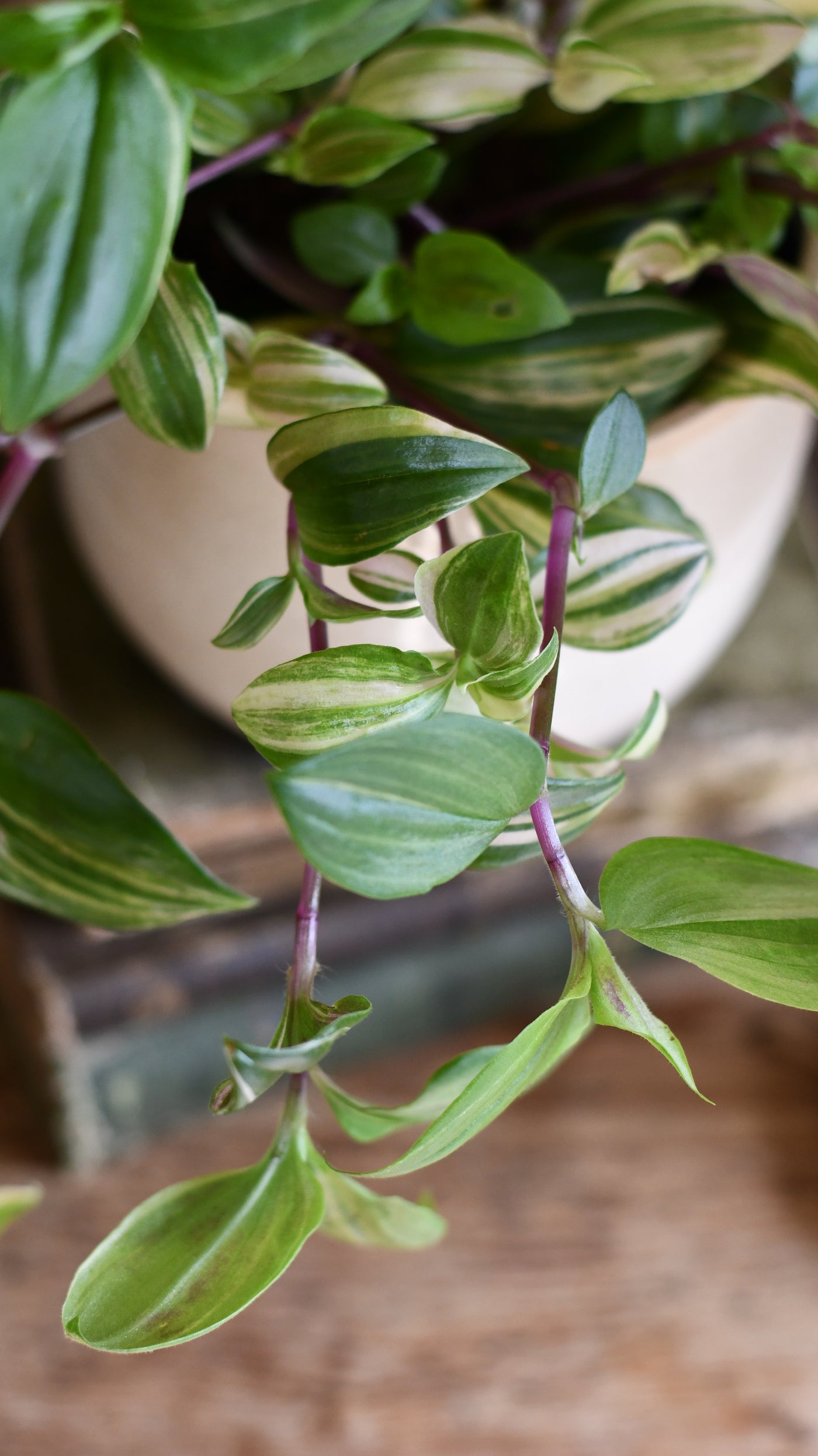 Tradescantia Fluminensis | quadricolor