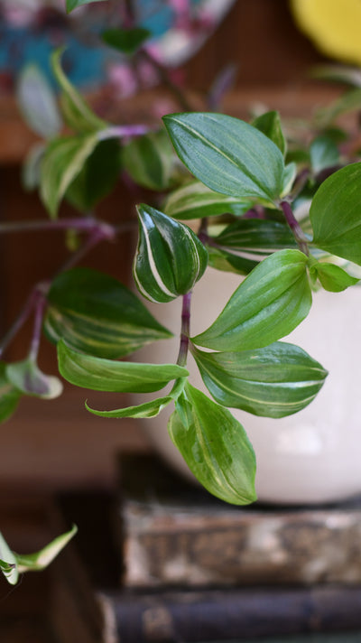 Tradescantia Fluminensis | quadricolor