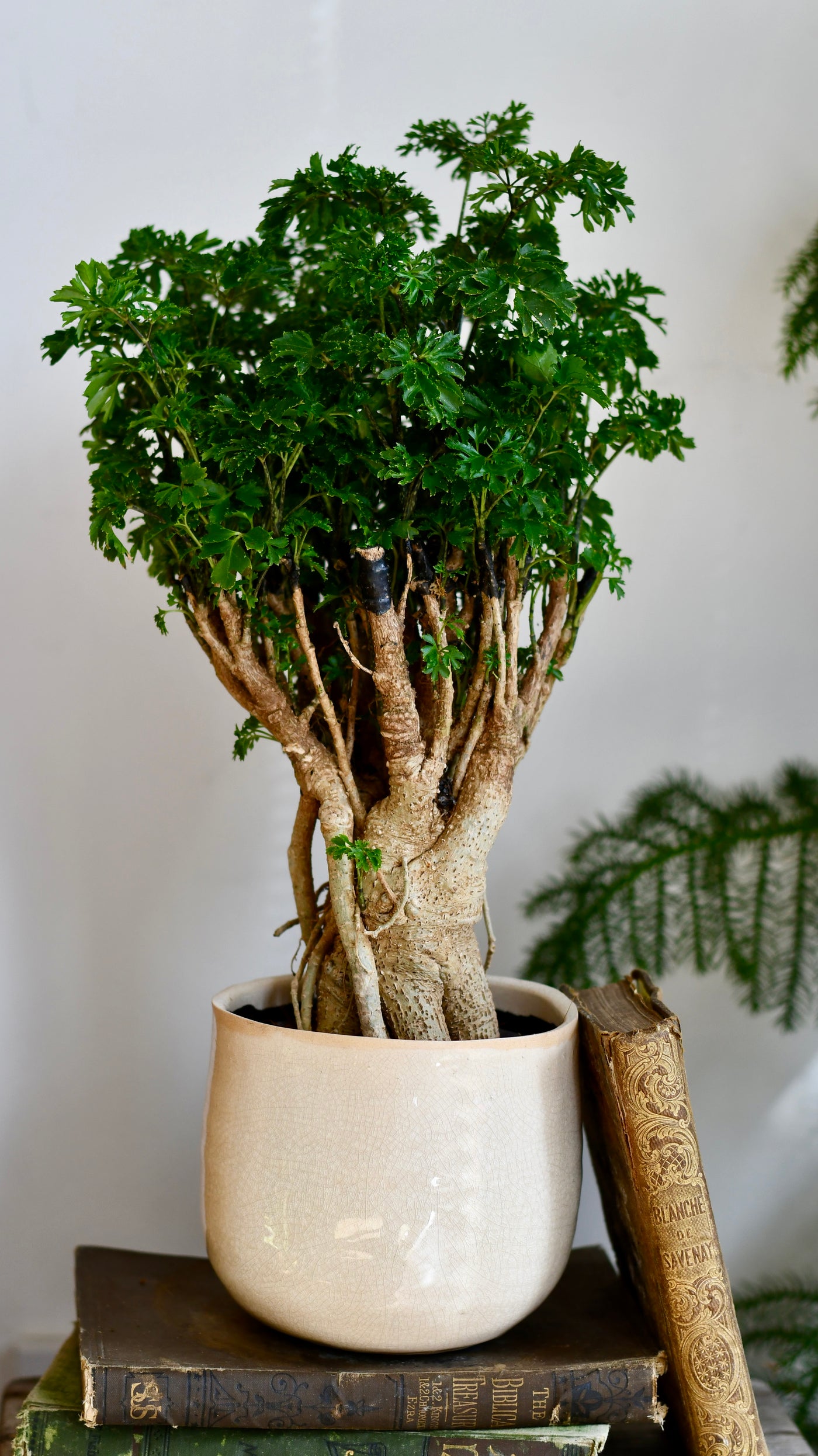 Polyscias Ming Parsely Bonsai | Polyscias Fruticosa Elegans | Happy Houseplants