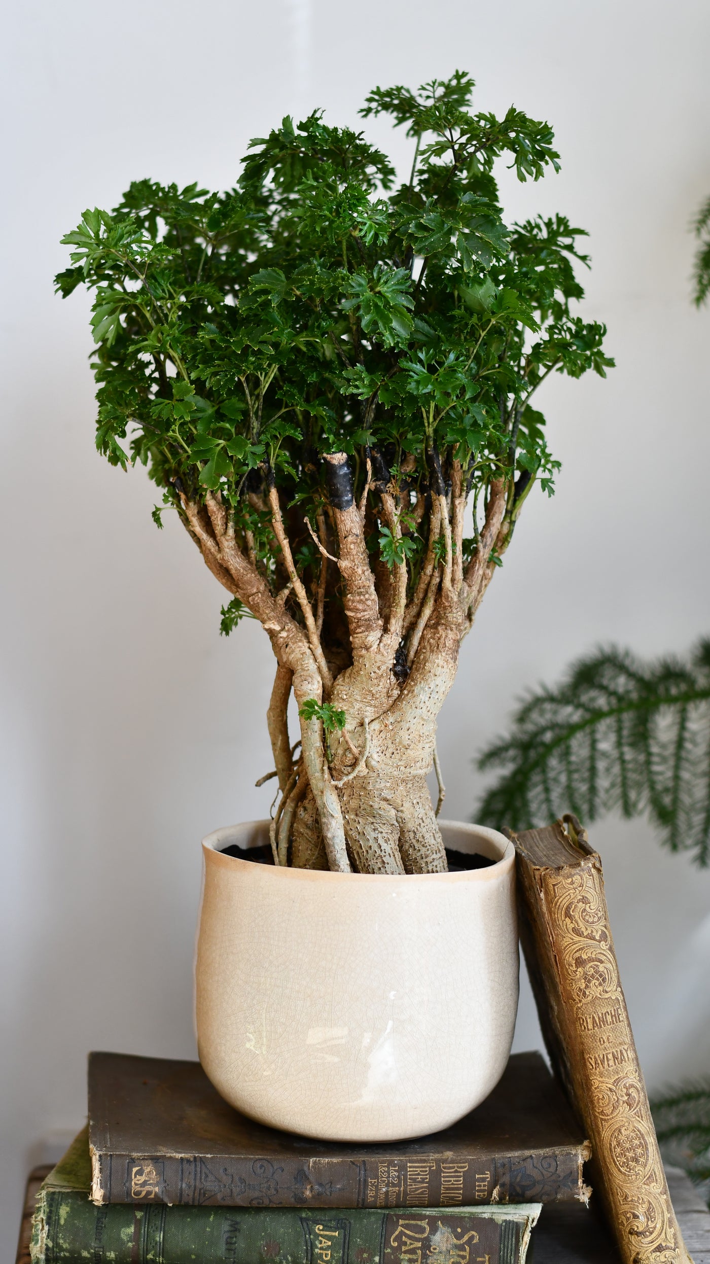 Polyscias Ming Parsely Bonsai | Polyscias Fruticosa Elegans | Happy Houseplants