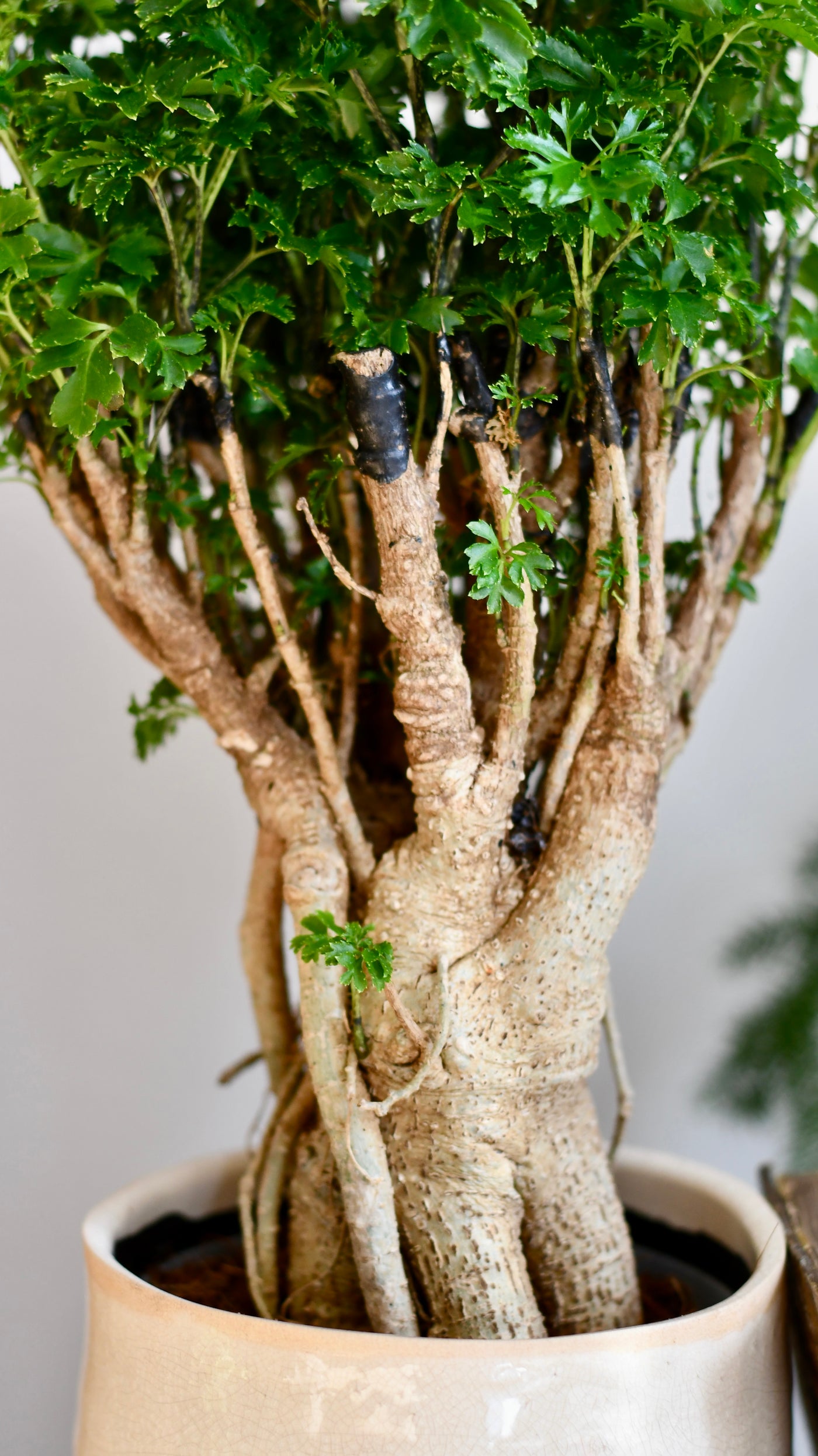 Polyscias Ming Parsely Bonsai | Polyscias Fruticosa Elegans | Happy Houseplants