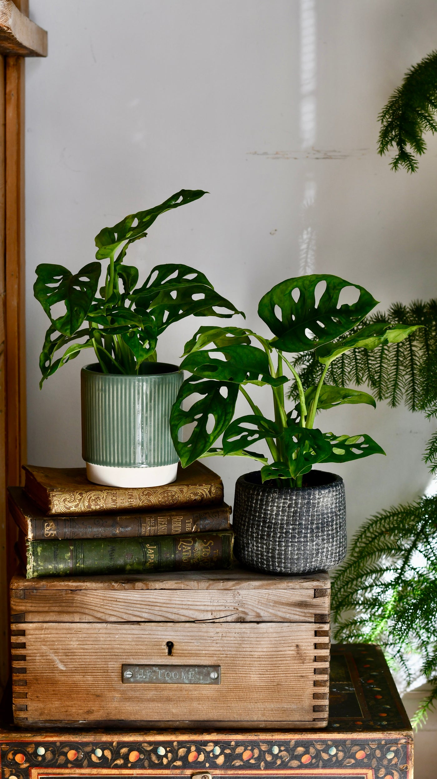 Monstera Obliqua | Monkey Mask | Happy Houseplants