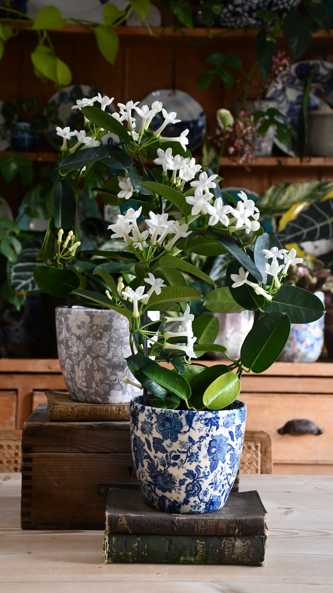 madagascar jasmine house plant Stephanotis floribunda & Monza Planter – Happy Houseplants