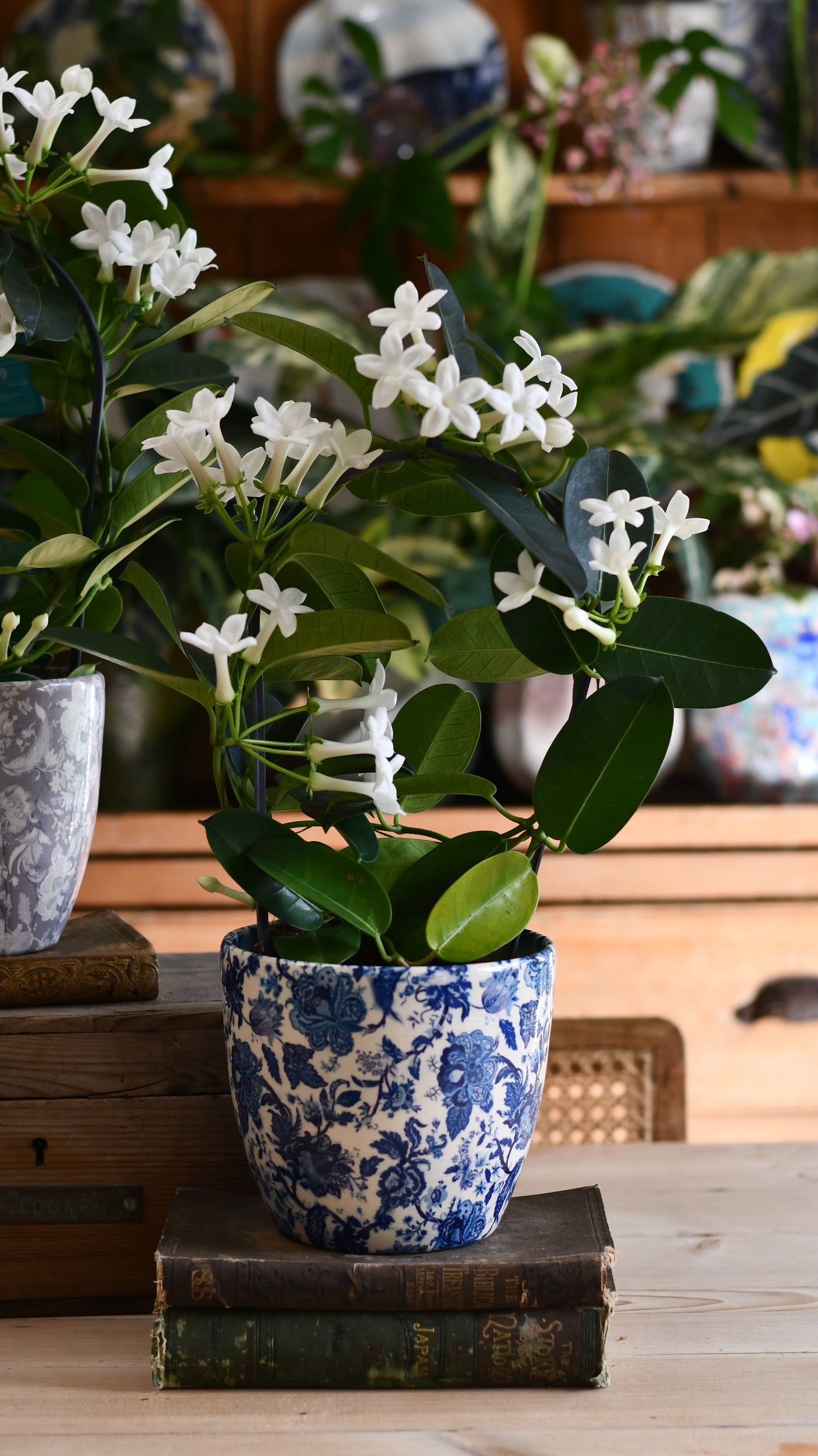 Stephanotis floribunda & Monza Planter