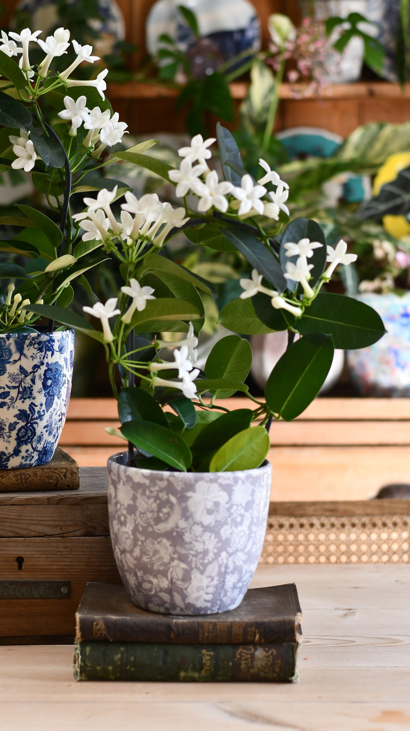 Stephanotis floribunda & Monza Planter