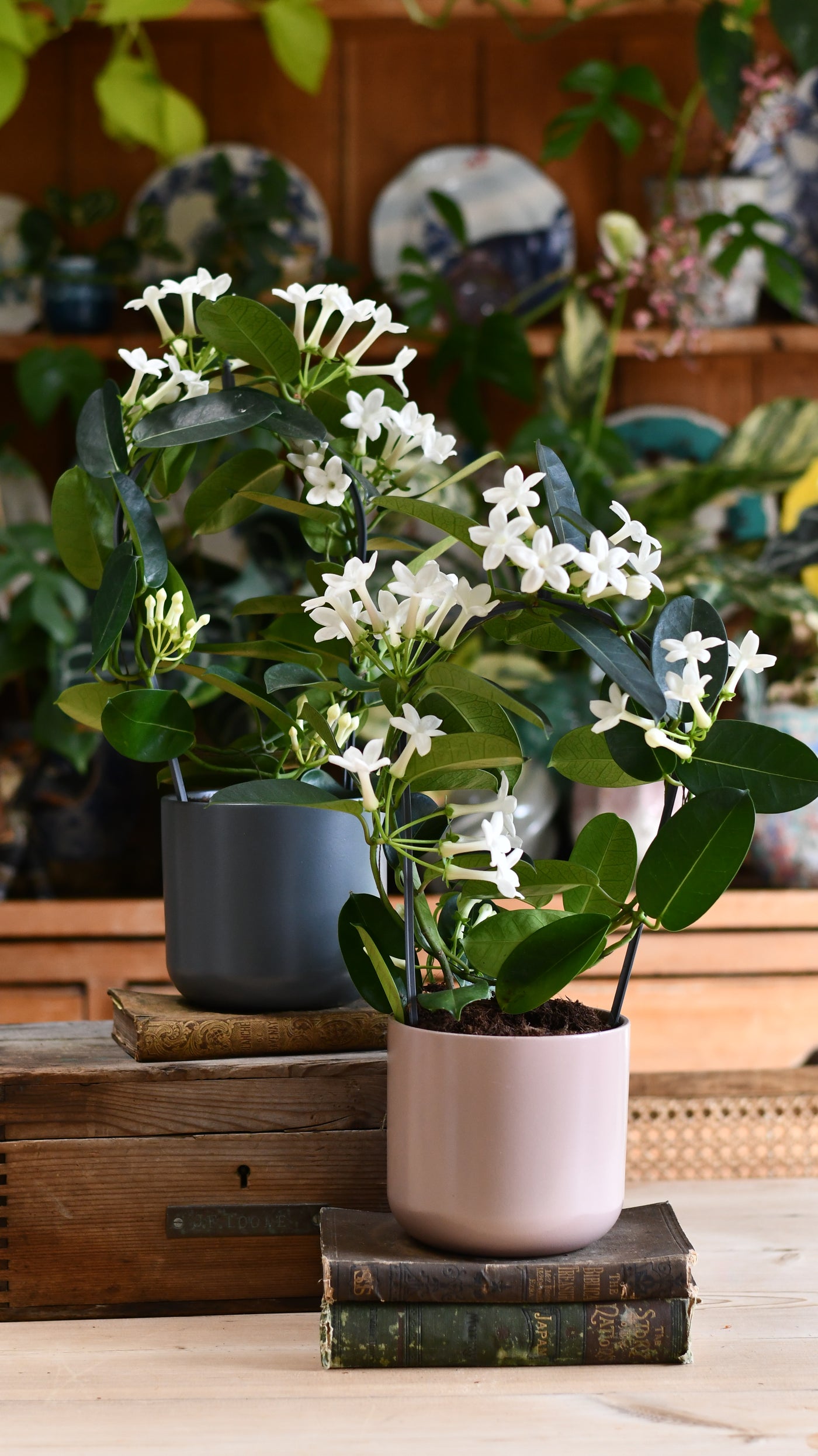 Stephanotis floribunda & Lisbon Planter