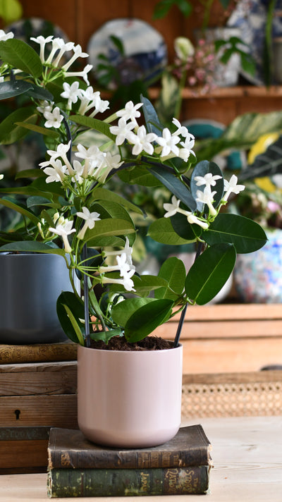 Stephanotis floribunda & Lisbon Planter