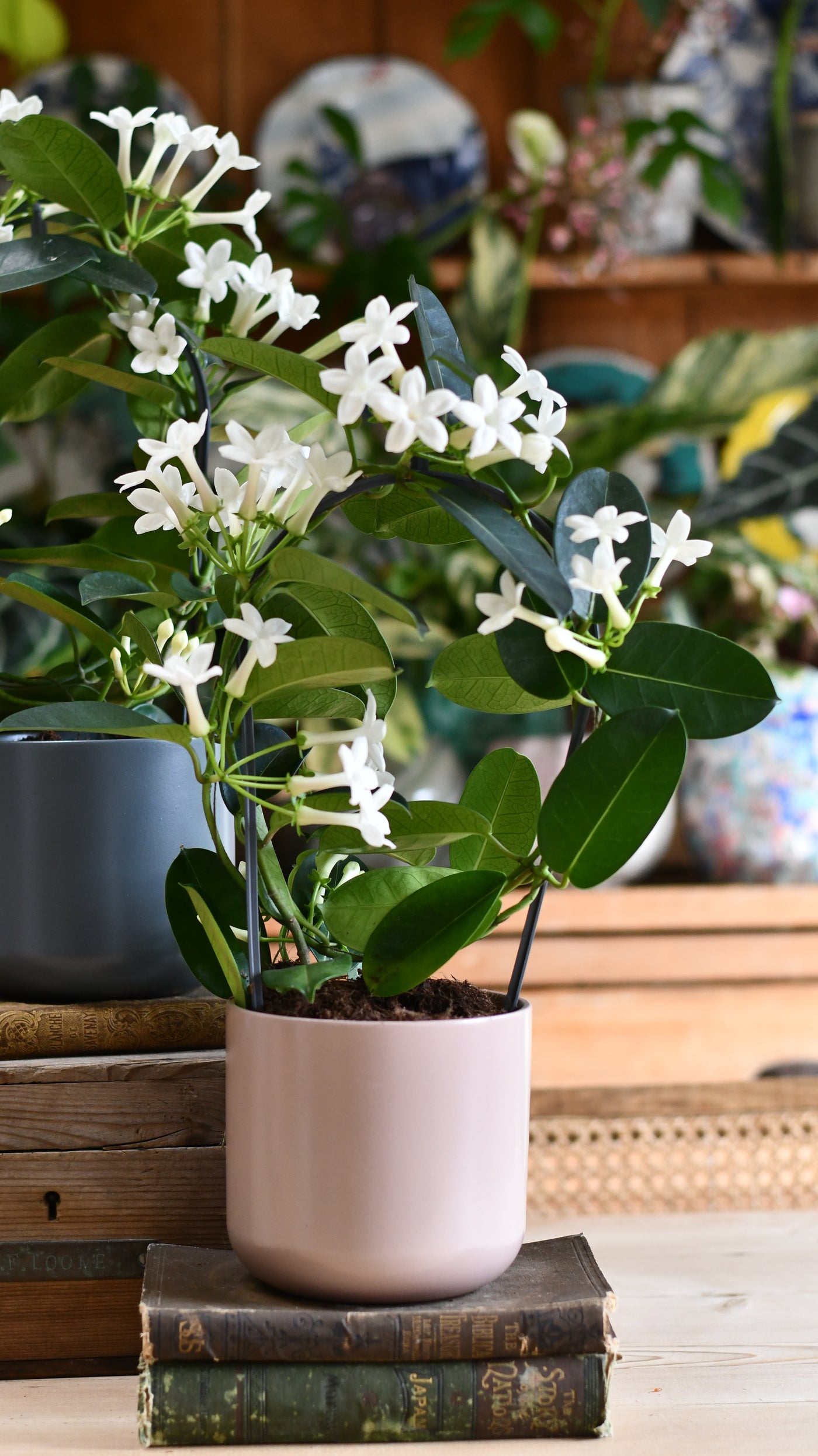 stephanotis plant indoor care Stephanotis floribunda (Madagascar Jasmine) – Happy Houseplants