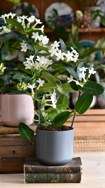 Stephanotis floribunda & Lisbon Planter