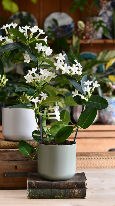 Stephanotis floribunda & Lisbon Planter