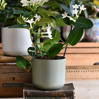 Lisbon Designer Planter Sage Green 18cm