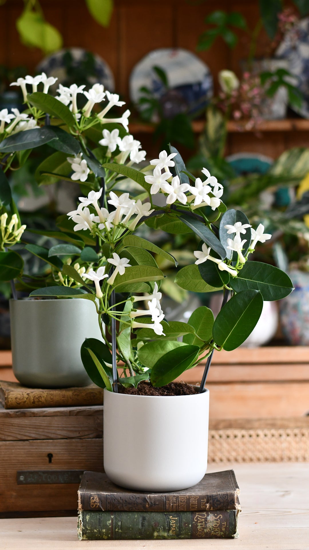 Stephanotis floribunda & Lisbon Planter – Happy Houseplants