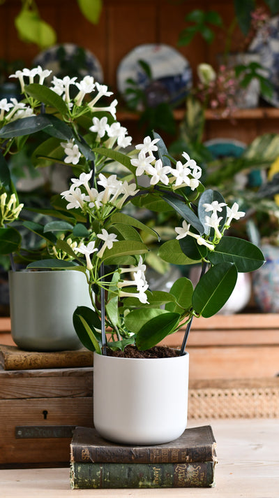 Stephanotis floribunda & Lisbon Planter