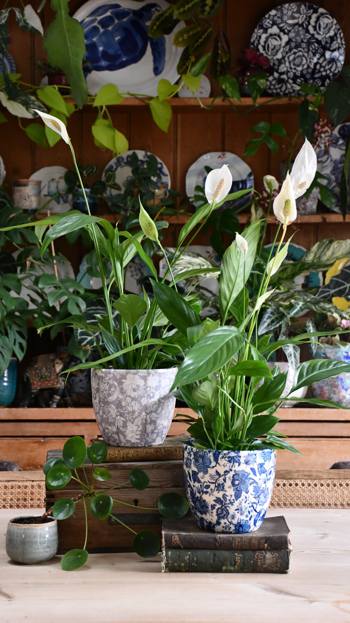 peace lilies in planters Peace Lily (Spathiphyllum) & Monza Planter – Happy Houseplants