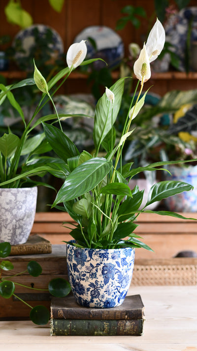 Peace Lily (Spathiphyllum) & Monza Planter