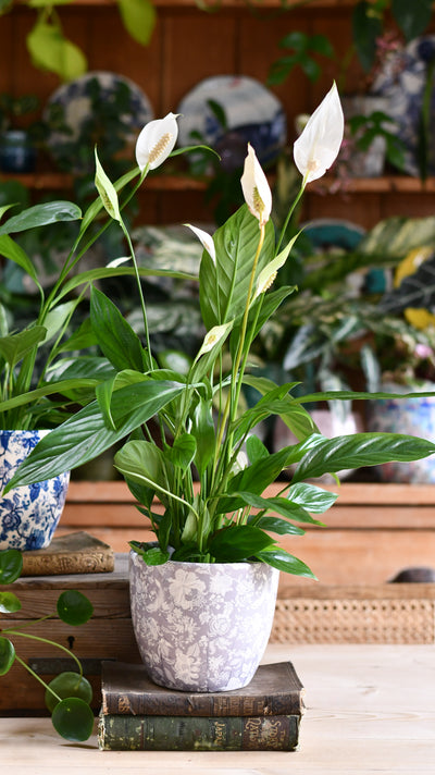 Peace Lily (Spathiphyllum) & Monza Planter