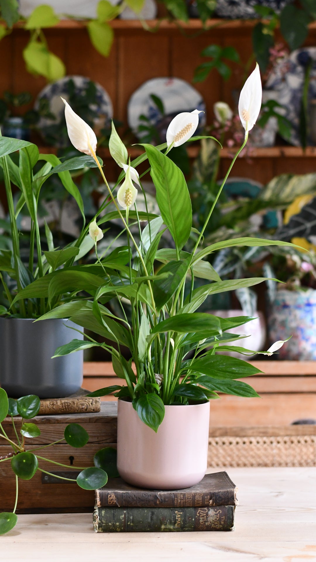 Peace Lily & Lisbon Planter – Happy Houseplants