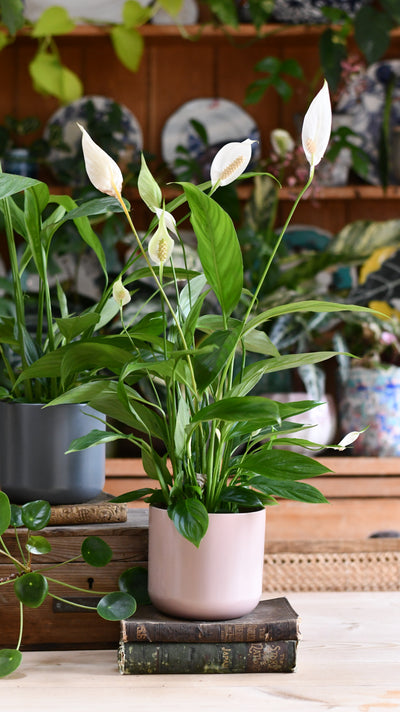 Peace Lily & Lisbon Planter