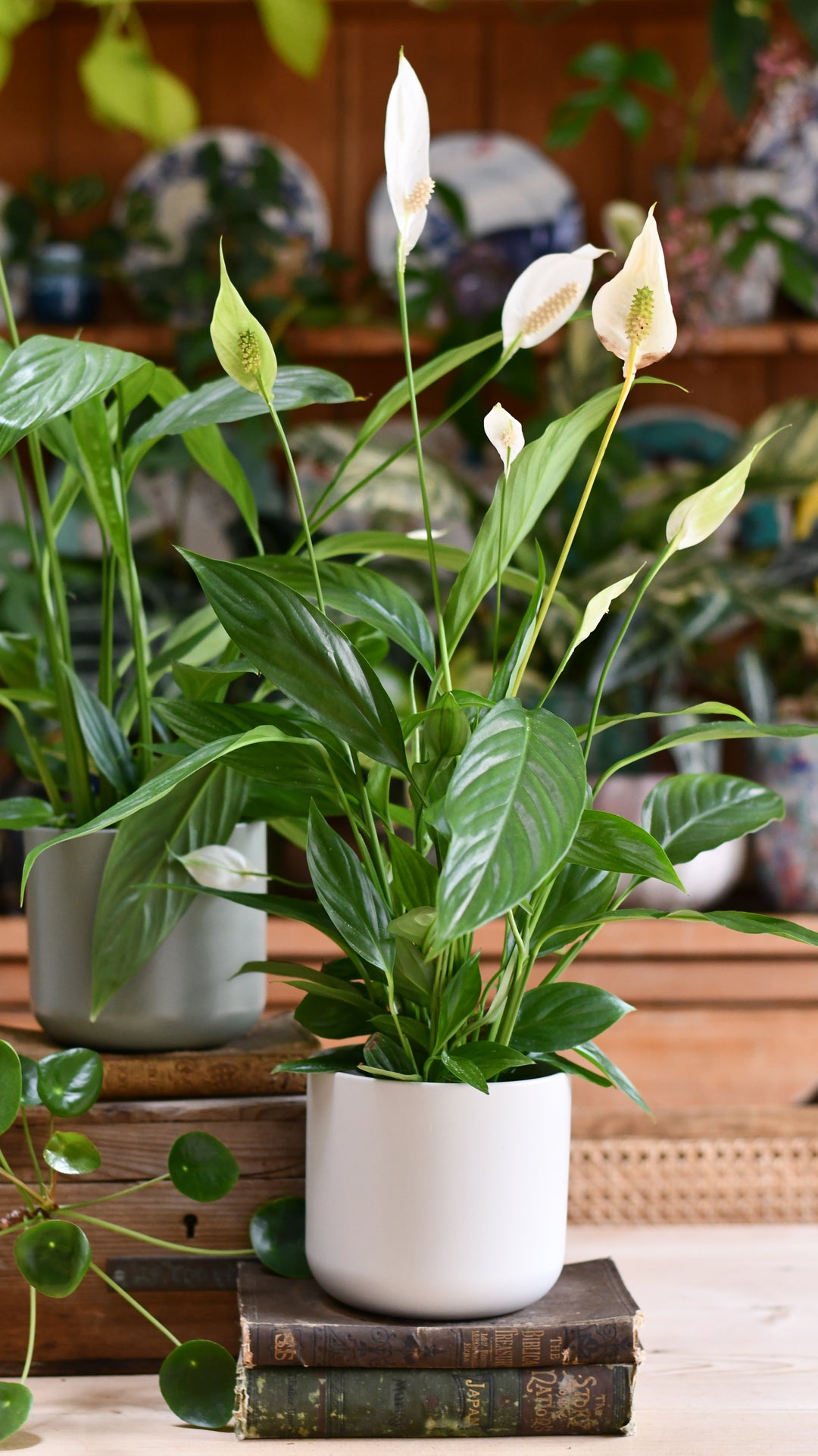 best pots for peace lily plants Peace Lily & Lisbon Planter – Happy Houseplants