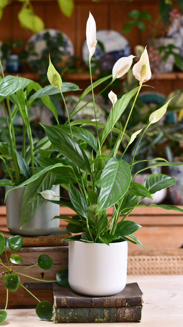 peace lily hyderabad Peace Lily & Lisbon Planter – Happy Houseplants