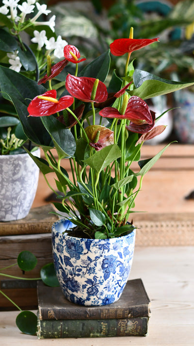 Red Anthurium andraeanum & Monza Planter