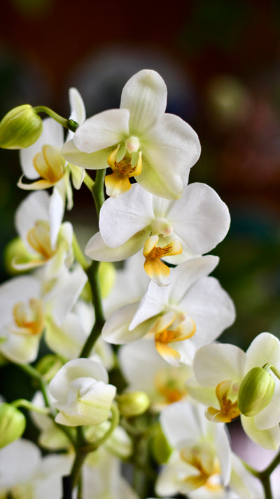 White Phalaenopsis Bouquet Orchids & Monza Planter