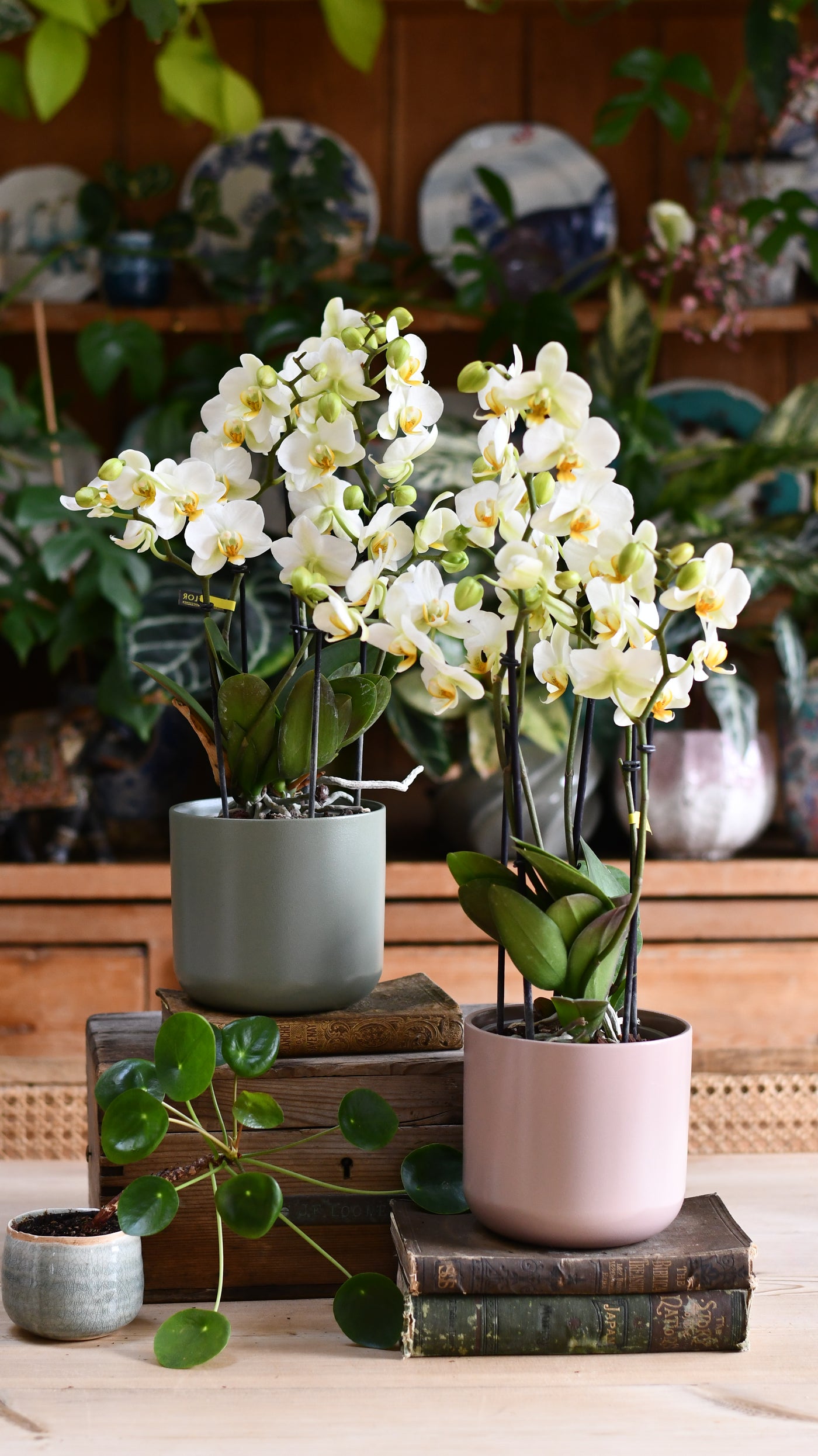 Phalaenopsis Orchid Bouquet & Lisbon Planter