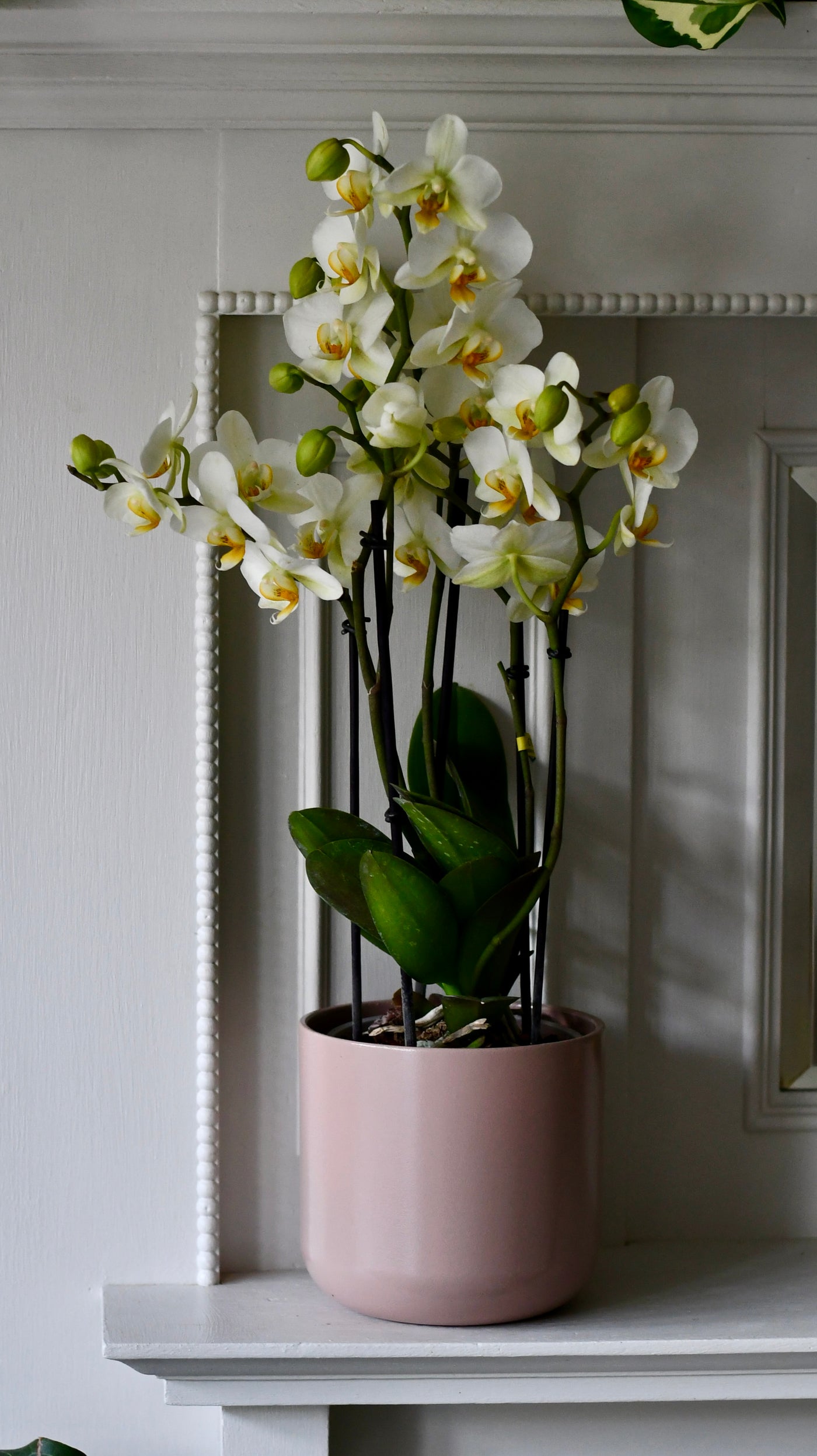 Phalaenopsis Orchid Bouquet & Lisbon Planter