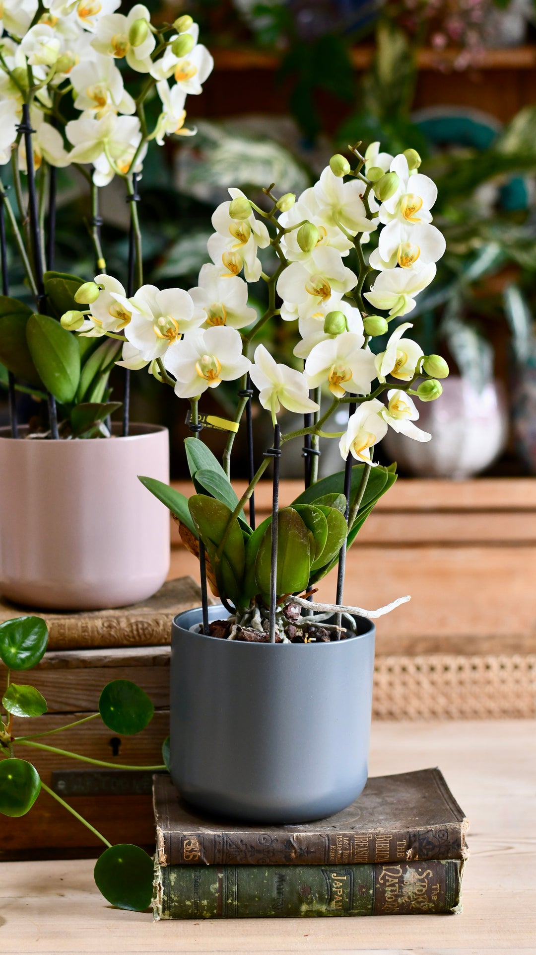 orchid plant pots uk Phalaenopsis Orchid Bouquet & Lisbon Planter – Happy Houseplants