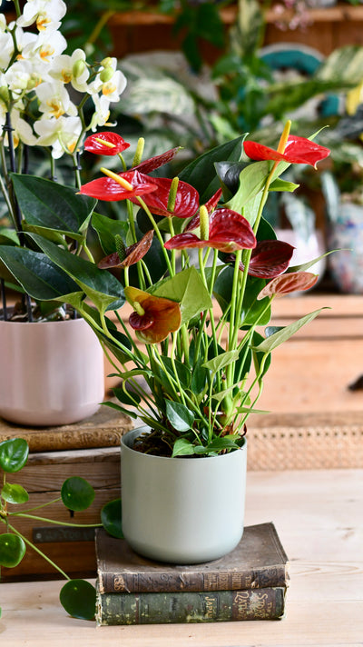 Red Anthurium Andraeanum & Lisbon Planter