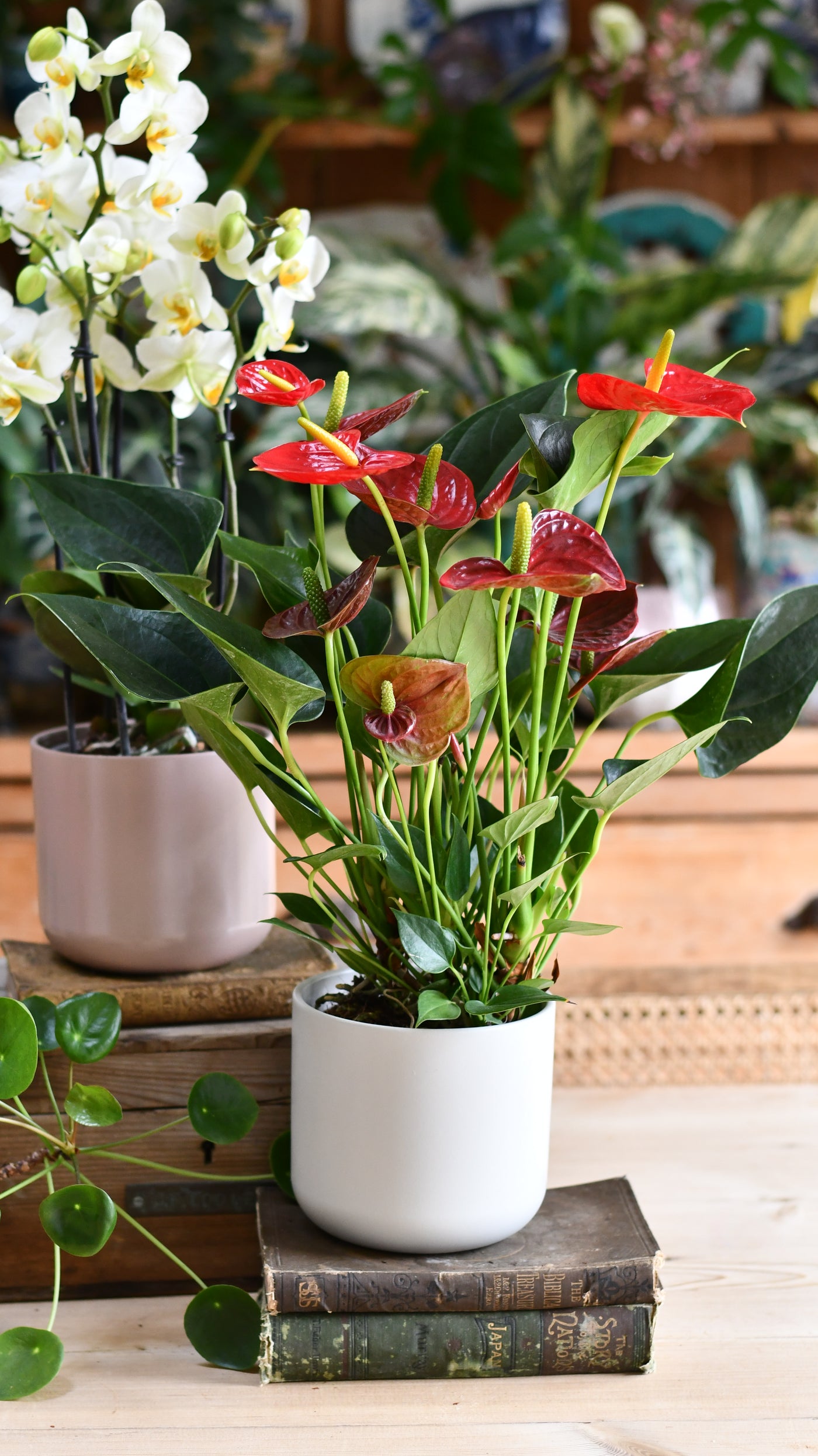 Red Anthurium Andraeanum & Lisbon Planter