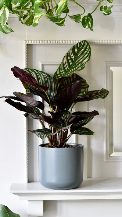 Calathea Sanderiana (Pinstripe Calathea) & Lisbon Planter