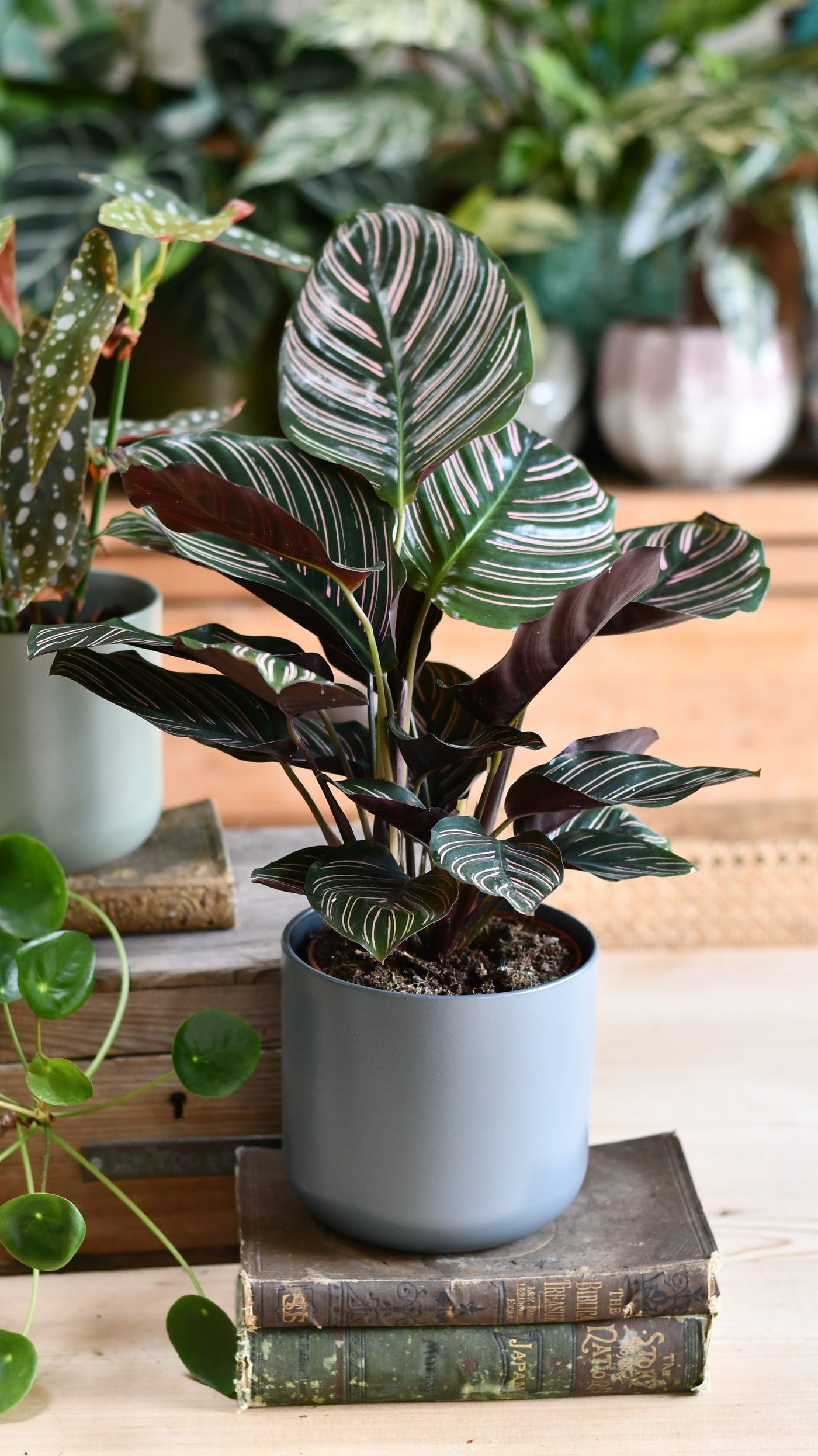 Calathea Sanderiana (Pinstripe Calathea) & Lisbon Planter